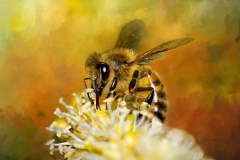 BeeTexturesRGB_3176