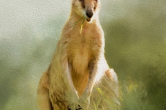 EditedtextureRubyLightsRGB89A0680