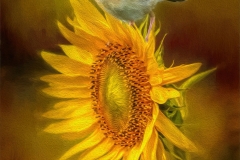 Editedtextureoil89A1547
