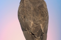 EditedART89A0958
