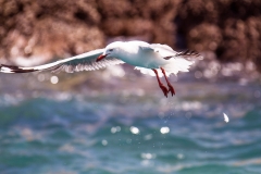 EditedMG_1300