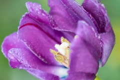 Edited53A0315-