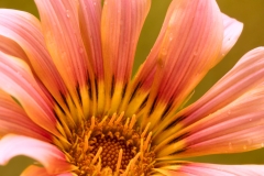 Edited53A1152