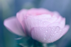 EditedBlue53A0706