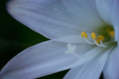 EditedDSC_6515