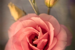 EditedtexturedVIN53A3026