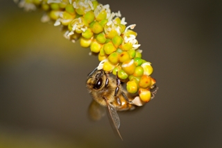 2587_v3_Bee-gathering-pollen-from-Golden-Cane-Palm-Flowers