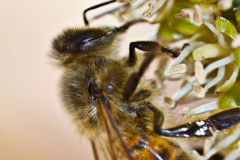 Bee3018-Copy
