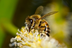 Bee_3176_v2