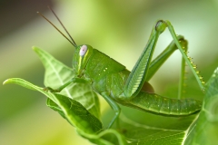 Grasshopper