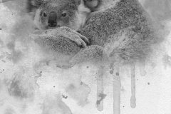 KoalaLongBW