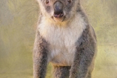KoalatextureVers3