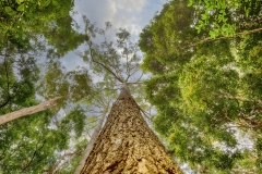 EditedTree53A2224
