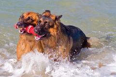 Dogs