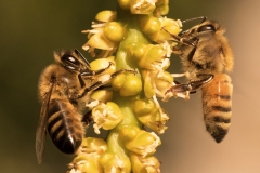 Insects