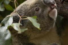 Koalas