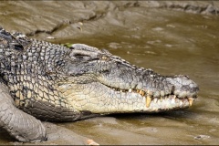 Crocodiles