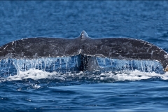WhaleTail